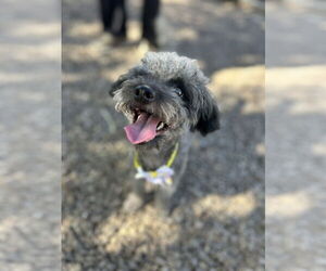 Poodle (Miniature)-Unknown Mix Dogs for adoption in Phoenix, AZ, USA