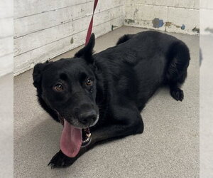 Labrador Retriever-Unknown Mix Dogs for adoption in San Bernardino, CA, USA