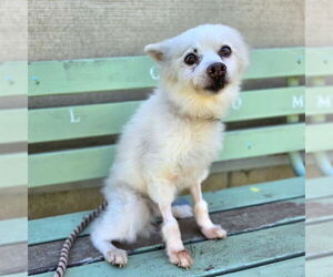 Pomeranian Dogs for adoption in Long Beach, CA, USA