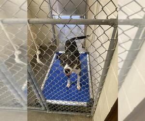 Mutt Dogs for adoption in Ocala, FL, USA