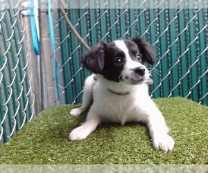 Mutt Dogs for adoption in Downey, CA, USA