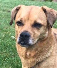 Puggle Dogs for adoption in Issaquah, WA, USA