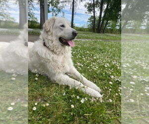 Great Pyrenees Dogs for adoption in Spring, TX, USA