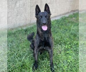 - Mix Dogs for adoption in Modesto, CA, USA