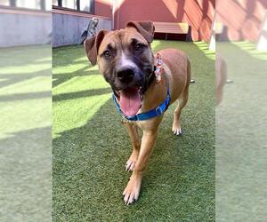 American Pit Bull Terrier Dogs for adoption in San Francisco, CA, USA