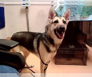German Shepherd Dog Dogs for adoption in Martinez, CA, USA