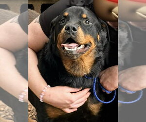 Rottweiler Dogs for adoption in Hillsboro, NH, USA