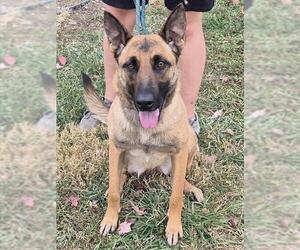 Mutt Dogs for adoption in Decatur, IL, USA