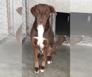 Border Collie-Doberman Pinscher Mix Dogs for adoption in Alturas, CA, USA