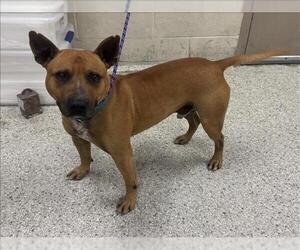 Staffordshire Bull Terrier-Unknown Mix Dogs for adoption in Conroe, TX, USA