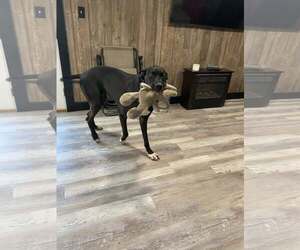 Great Dane Dogs for adoption in Uwchlan, PA, USA