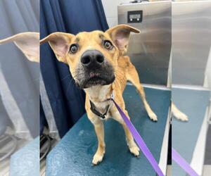 Black Mouth Cur Dogs for adoption in Mobile, AL, USA