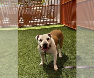 American Pit Bull Terrier-Chinese Shar-Pei Mix Dogs for adoption in Las Vegas, NV, USA