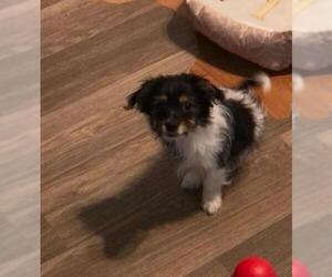 Border Collie-Shih Tzu Mix Dogs for adoption in Hedgesville, WV, USA
