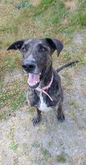 Great Dane-Greyhound Mix Dogs for adoption in Oakville, WA, USA