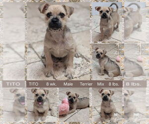 Mutt Dogs for adoption in Mesa, AZ, USA