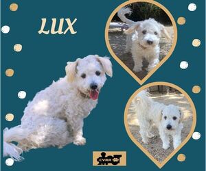 Lhasa-Poo Dogs for adoption in Lindsay, CA, USA