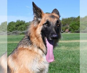 German Shepherd Dog Dogs for adoption in San Diego, CA, USA