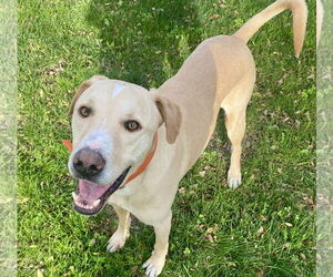 Mutt Dogs for adoption in Chandler, AZ, USA