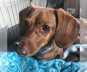 Dachshund Dogs for adoption in Redmond, WA, USA