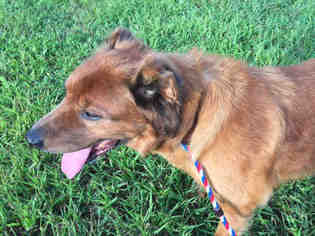 Golden Shepherd Dogs for adoption in Forestville, MD, USA