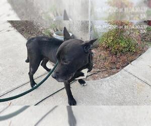 Labrador Retriever-Unknown Mix Dogs for adoption in Ocala, FL, USA