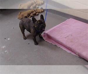 French Bulldog Dogs for adoption in Denver, CO, USA