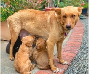 Australian Shepherd Dogs for adoption in Fremont, CA, USA