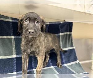Labrador Retriever Dogs for adoption in HESPERIA, CA, USA