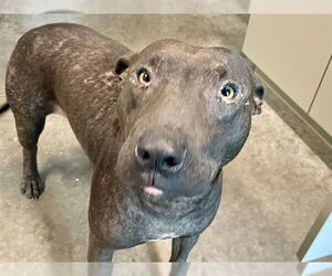 Bull Terrier-Unknown Mix Dogs for adoption in Tavares, FL, USA