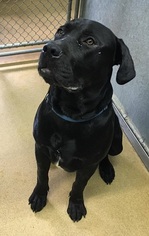 Mastador Dogs for adoption in Orleans, VT, USA