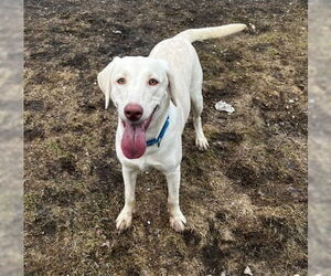 Labrador Retriever-Unknown Mix Dogs for adoption in South Bend, IN, USA