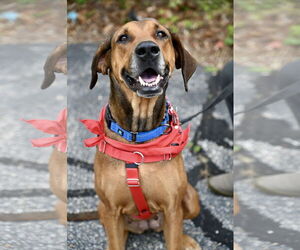 Doberman Pinscher-Great Dane Mix Dogs for adoption in Wakefield, RI, USA