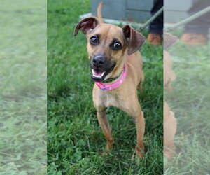 Italian Greyhound Dogs for adoption in Hillsdale, IN, USA