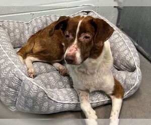 Border Collie-Unknown Mix Dogs for adoption in Tavares, FL, USA