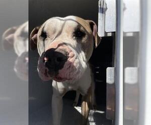 American Pit Bull Terrier Dogs for adoption in Houston, TX, USA