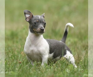 Chihuahua Dogs for adoption in Mechanicsburg, PA, USA
