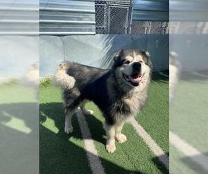 Alaskan Malamute Dogs for adoption in San Martin, CA, USA
