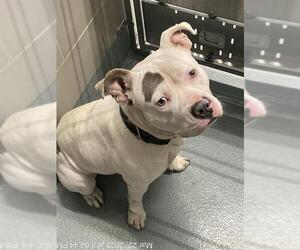 American Pit Bull Terrier-Unknown Mix Dogs for adoption in Baytown, TX, USA