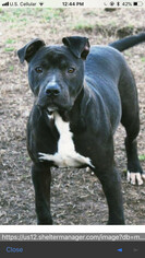 American Pit Bull Terrier Dogs for adoption in Seminole, OK, USA