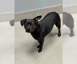 Dachshund-Unknown Mix Dogs for adoption in Las Vegas, NV, USA