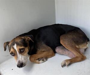 Labrador Retriever Dogs for adoption in Houston, TX, USA