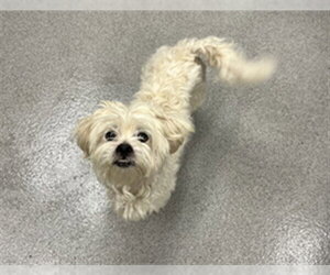Maltipoo (Toy) Dogs for adoption in Rancho Cucamonga, CA, USA