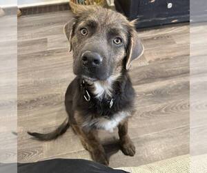 Mutt Dogs for adoption in Newfield, NJ, USA