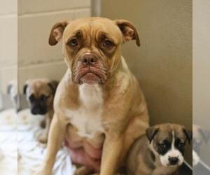 American Staffordshire Terrier-Unknown Mix Dogs for adoption in San Antonio, TX, USA