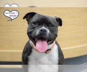 American Boston Bull Terrier Dogs for adoption in Lee's Summit, MO, USA