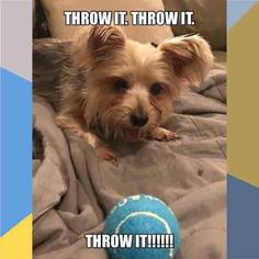 Silky Terrier Dogs for adoption in Minneapolis, MN, USA