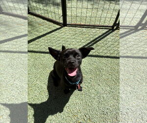 Chihuahua-Unknown Mix Dogs for adoption in Tempe , AZ, USA