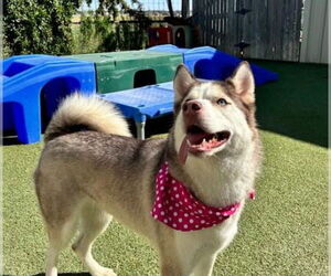 - Mix Dogs for adoption in Amarillo, TX, USA