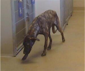 Mutt Dogs for adoption in Sacramento, CA, USA